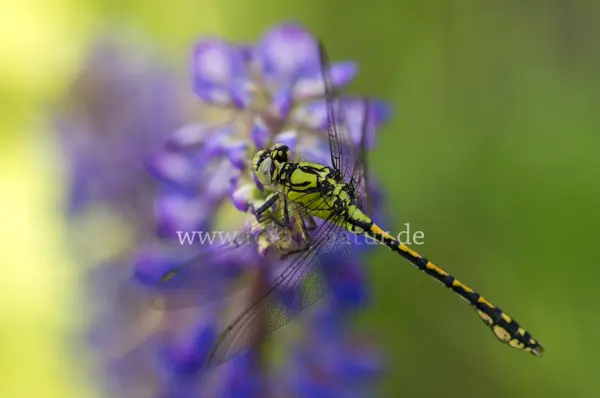 Fokus-Natur Bild