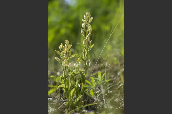 Fokus-Natur Bild
