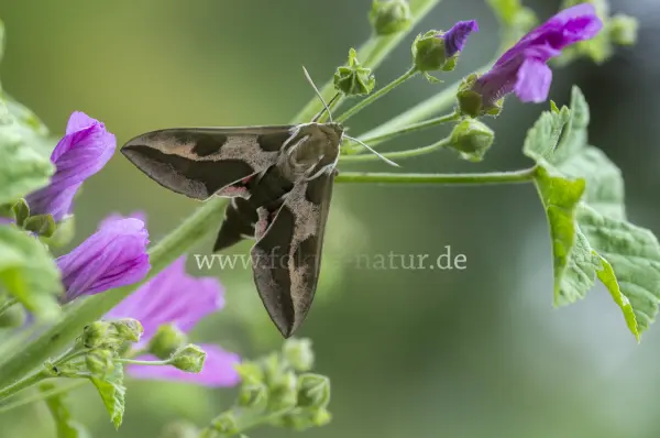 Fokus-Natur Bild
