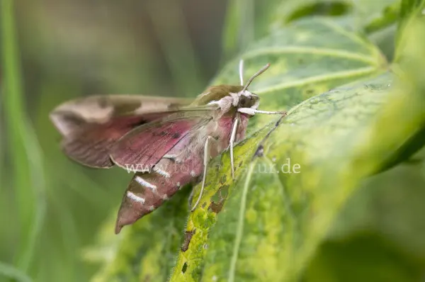 Fokus-Natur Bild