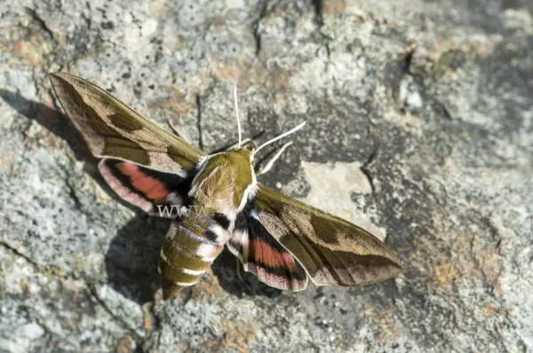 Fokus-Natur Bild