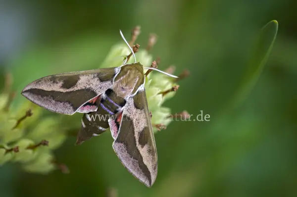 Fokus-Natur Bild