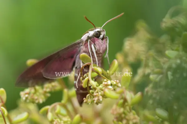 Fokus-Natur Bild