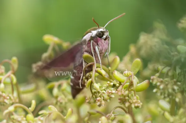 Fokus-Natur Bild