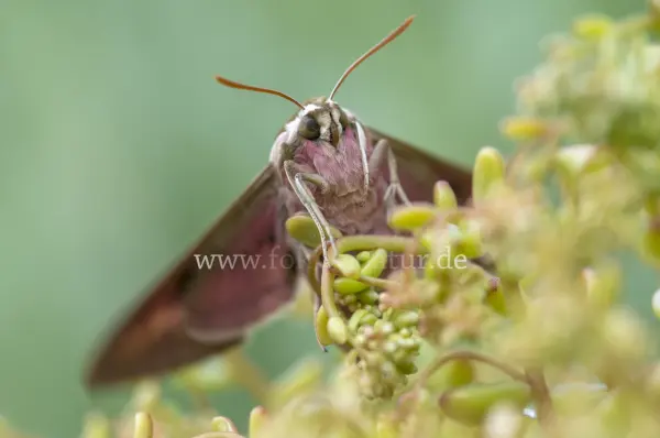 Fokus-Natur Bild