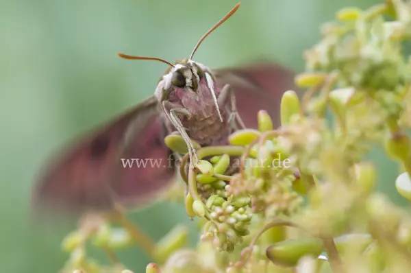 Fokus-Natur Bild
