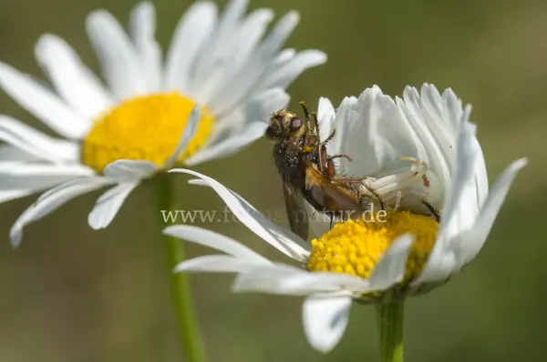 Fokus-Natur Bild