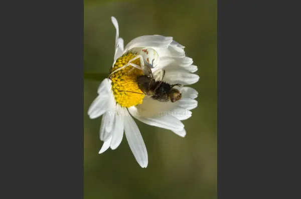 Fokus-Natur Bild