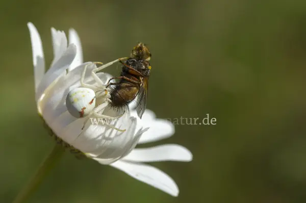 Fokus-Natur Bild