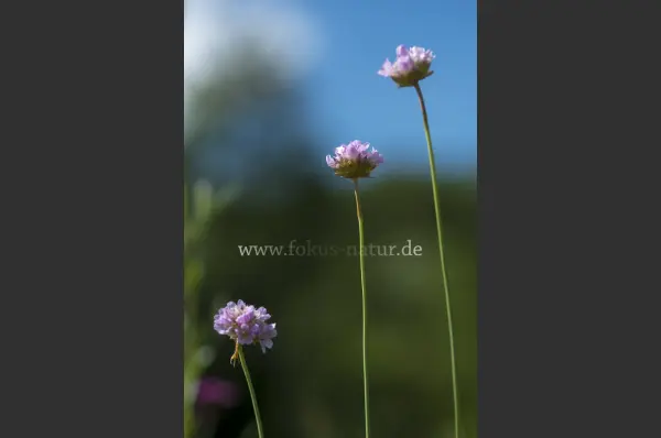 Fokus-Natur Bild