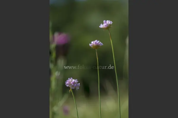 Fokus-Natur Bild