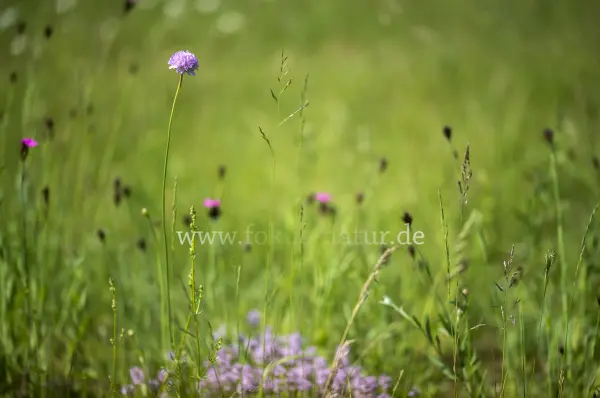 Fokus-Natur Bild