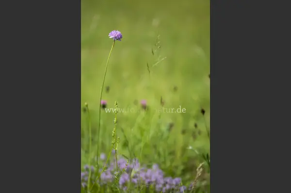 Fokus-Natur Bild