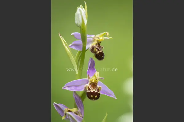 Fokus-Natur Bild