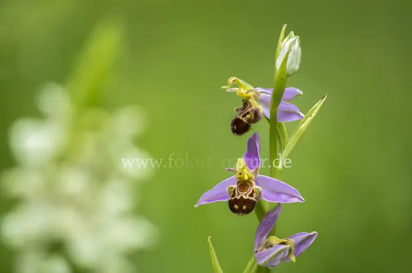 Fokus-Natur Bild