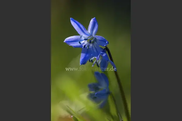 Fokus-Natur Bild
