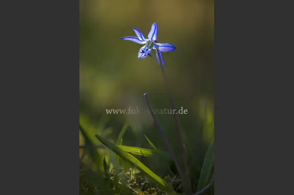 Fokus-Natur Bild