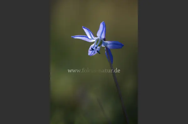 Fokus-Natur Bild