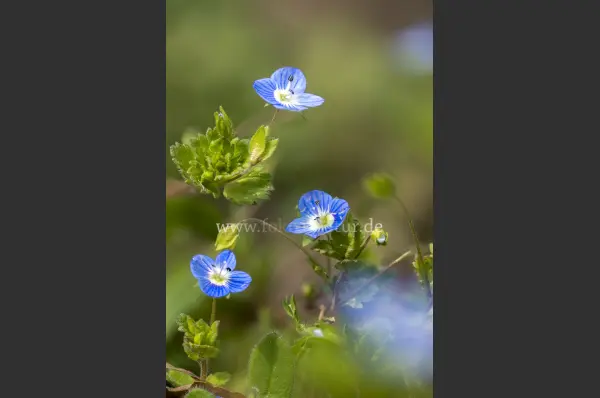 Fokus-Natur Bild