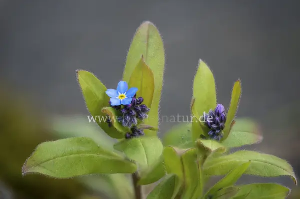 Fokus-Natur Bild