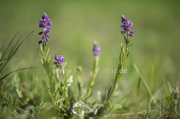 Fokus-Natur Bild