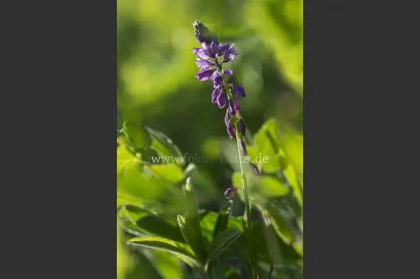 Fokus-Natur Bild