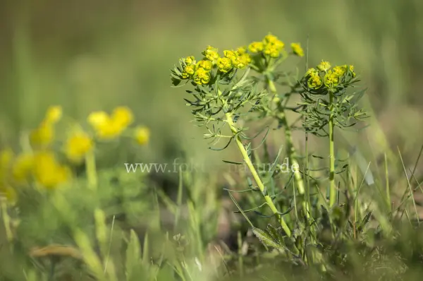 Fokus-Natur Bild