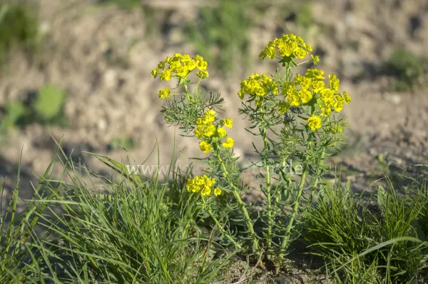Fokus-Natur Bild
