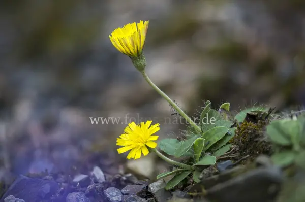 Fokus-Natur Bild