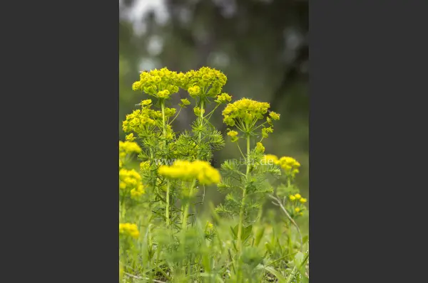 Fokus-Natur Bild