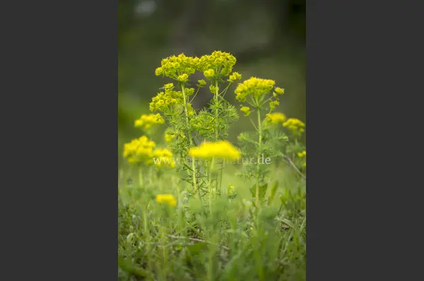 Fokus-Natur Bild