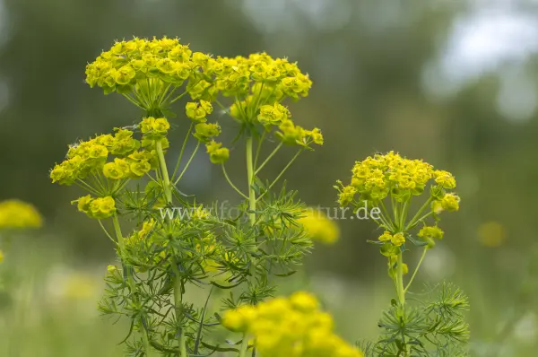 Fokus-Natur Bild
