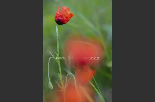 Fokus-Natur Bild