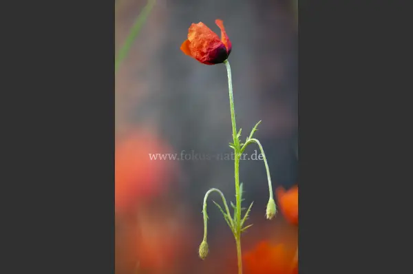 Fokus-Natur Bild