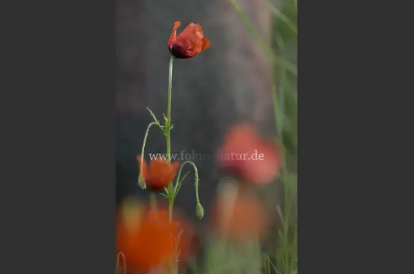 Fokus-Natur Bild