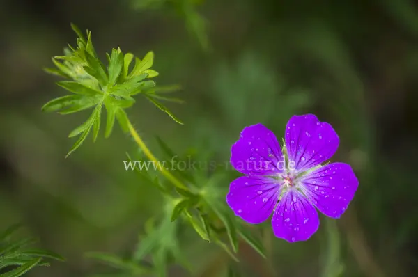 Fokus-Natur Bild