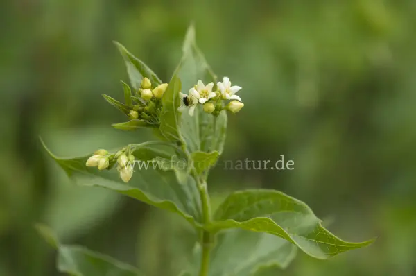 Fokus-Natur Bild