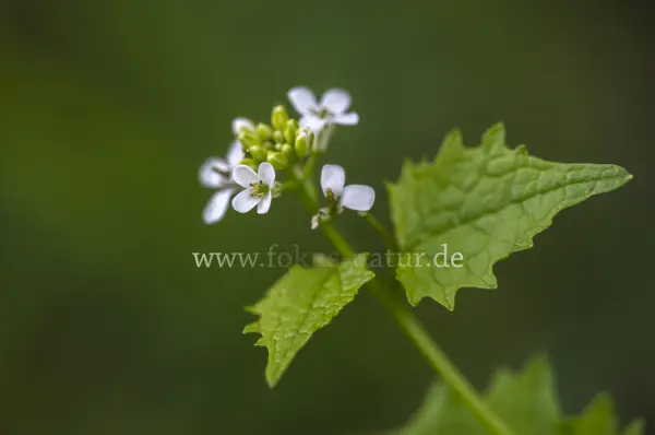 Fokus-Natur Bild