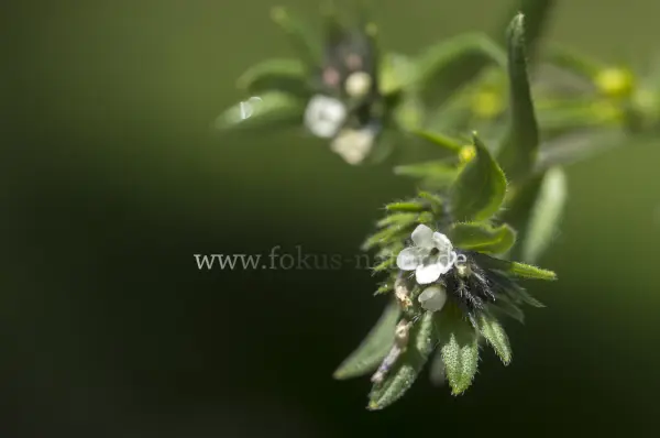 Fokus-Natur Bild