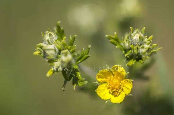 Fokus-Natur Bild