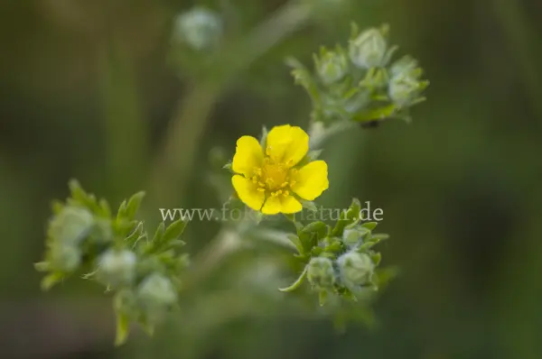 Fokus-Natur Bild