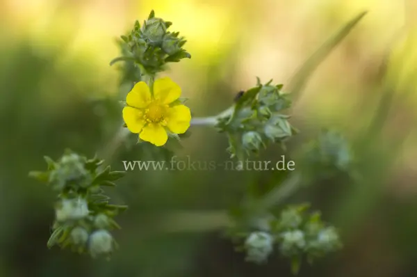 Fokus-Natur Bild