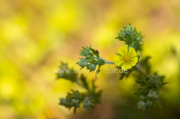 Fokus-Natur Bild