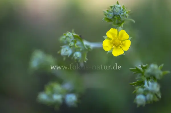 Fokus-Natur Bild