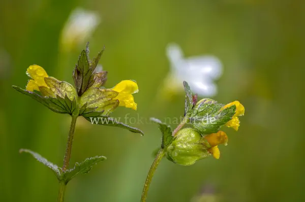 Fokus-Natur Bild
