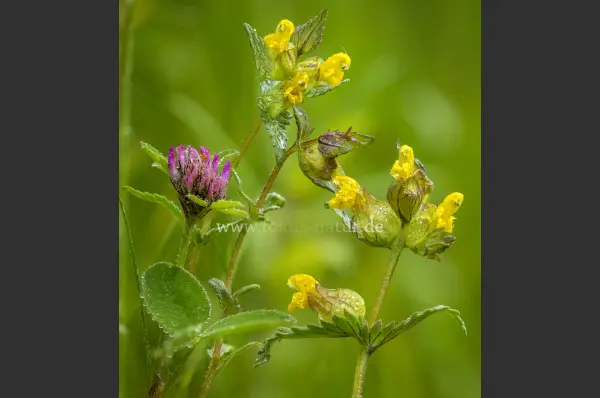 Fokus-Natur Bild