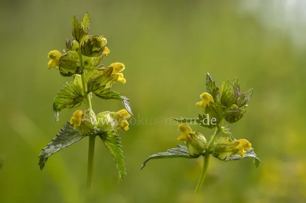 Fokus-Natur Bild