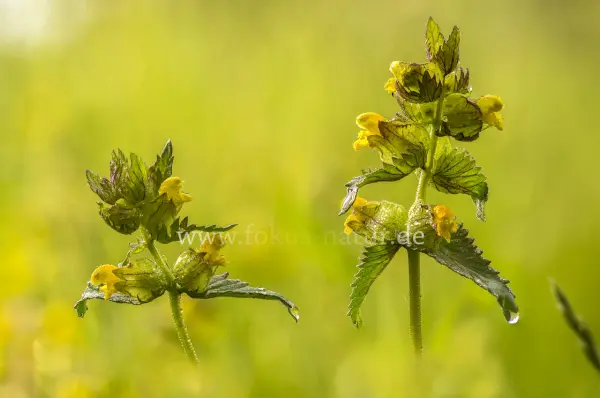Fokus-Natur Bild