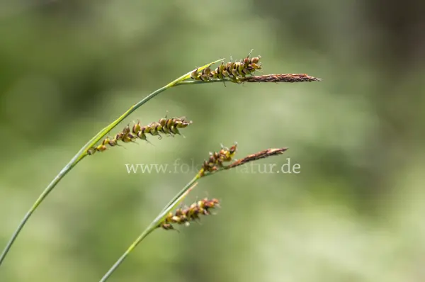 Fokus-Natur Bild