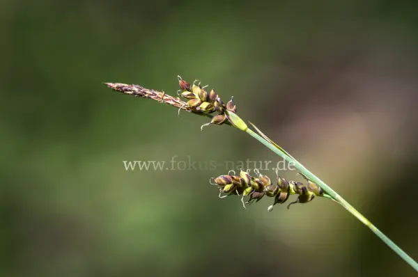 Fokus-Natur Bild